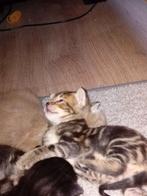 Mooi kittens  BLAUWE RUS BRITSE VADER/SAVANBEGAAL MOEDER, Meerdere dieren, Ontwormd, 0 tot 2 jaar