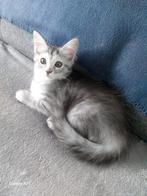 Maincoon kittens, Dieren en Toebehoren, Katten en Kittens | Raskatten | Langhaar, Meerdere dieren