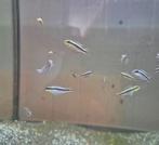 Kersenbuik cyclide vissen, Dieren en Toebehoren, Vissen | Aquariumvissen, Vis, Zoetwatervis