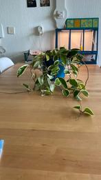 Hoya Krimson Queen #1, Ophalen of Verzenden, Overige soorten, Minder dan 100 cm