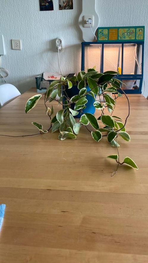 Hoya Krimson Queen #1, Huis en Inrichting, Kamerplanten, Overige soorten, Minder dan 100 cm, Ophalen of Verzenden