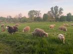 natuurplek, buitenlocatie - weide, grasland, agroforestry, Dieren en Toebehoren, Schapen, Geiten en Varkens, Meerdere dieren, Schaap
