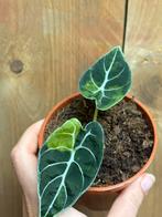 Alocasia watsoniana variegata plant aurea yellow lime lemon, Huis en Inrichting, Kamerplanten, Ophalen of Verzenden, Overige soorten