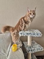 Onze kat is vermist in Arcen, Kat