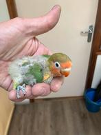 Te reserveren jonge Fischerie, Dieren en Toebehoren, Vogels | Parkieten en Papegaaien, Geslacht onbekend, Dwergpapegaai of Agapornis