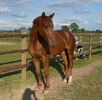 Te koop aangeboden lieve 3 jarige merrie, Dieren en Toebehoren, Merrie, Gechipt, Dressuurpaard, 3 tot 6 jaar