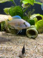 Malawi cichliden, Dieren en Toebehoren, Vissen | Aquariumvissen, Vis, Zoetwatervis