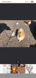 Oplichtster!!!! Ze vraagt aanbetaling en geeft geen hond., Ophalen of Verzenden