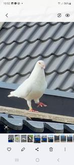 Witte trouwduiven.Bruidsduiven.Postduiven. per 2, Dieren en Toebehoren, Vogels | Duiven, Meerdere dieren, Postduif