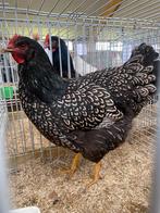 Prachtige barnevelder hennen( laatste van dit jaar), Dieren en Toebehoren, Pluimvee, Vrouwelijk, Kip