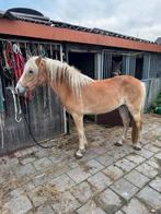 Te koop Haflinger merrie, Dieren en Toebehoren, 3 tot 6 jaar, Onbeleerd, Recreatiepony, Gechipt