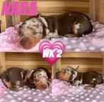 Zeer mooie merle, choco-tan Dwergteckel puppies, Dieren en Toebehoren, Honden | Teckels en Dashonden, België, Fokker | Hobbymatig