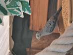 Blauwe grondduiven, Dieren en Toebehoren, Meerdere dieren