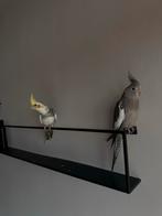 Tamme valkparkieten, Meerdere dieren, Parkiet, Tam