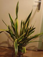 Sanseveria, Ophalen, Halfschaduw, Minder dan 100 cm