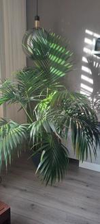 Grote kentiapalm in Pot, Ophalen of Verzenden, In pot, Halfschaduw, 150 tot 200 cm