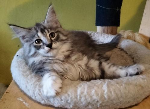3 prachtige Noorse Boskat kittens beschikbaar!, Dieren en Toebehoren, Katten en Kittens | Raskatten | Langhaar, Poes, 0 tot 2 jaar