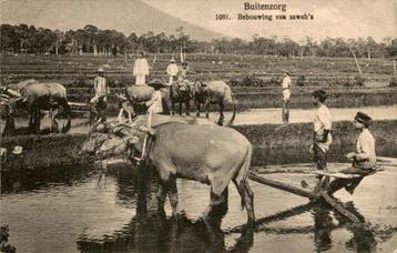 Nederlands Indië - Buitenzorg - sawah  beschikbaar voor biedingen