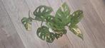 Monstera adansonii variegata, Ophalen of Verzenden, Halfschaduw, Minder dan 100 cm