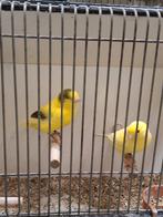 Zingende kanarie mannen, Dieren en Toebehoren, Vogels | Kanaries, Mannelijk, Kleurkanarie