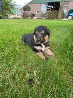 Lieve pups te koop Duitse herder / labrador, 8 tot 15 weken, Meerdere, Meerdere dieren, Herder