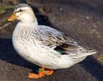 Gezocht!!! Vrouwelijke hollandse kwaker, Dieren en Toebehoren, Pluimvee, Vrouwelijk, Eend