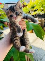 Britse korthaar x Bengaal kruising kittens, Meerdere dieren, 0 tot 2 jaar