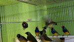 Gould Amedines 2025, Dieren en Toebehoren, Vogels | Overige Vogels, Meerdere dieren, Tropenvogel, Geringd