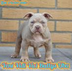Tricolor American Bully pocket pups, Amerikaanse Bully❤️, Overige rassen, 8 tot 15 weken, Meerdere, Meerdere dieren