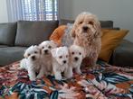 Prachtige beige Maltipoo pups., Dieren en Toebehoren, Honden | Chihuahua's en Gezelschapshonden, Particulier, Rabiës (hondsdolheid)