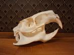 Beverrat Schedel - Ethisch & Perfect, Ophalen of Verzenden, Nieuw, Wild dier, Schedel