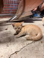 Boerderij/huis kittens te koop, Dieren en Toebehoren, Katten en Kittens | Overige Katten, Meerdere dieren, Kortharig, 0 tot 2 jaar