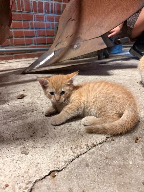 Boerderij/huis kittens te koop, Dieren en Toebehoren, Katten en Kittens | Overige Katten, Kortharig, Meerdere dieren, 0 tot 2 jaar