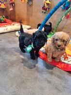 MINI Australian labradoodle pups, Dieren en Toebehoren, Nederland, Overige rassen, 8 tot 15 weken, Meerdere