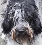 Nederlandse Schapendoezen puppy's., CDV (hondenziekte), 8 tot 15 weken, Meerdere, Meerdere dieren