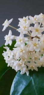 Hoya Arnottiana, Huis en Inrichting, Kamerplanten, In pot, Minder dan 100 cm, Bloeiende kamerplant, Halfschaduw