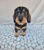 Ruwhaar dwerg teckel pups, Nederland, CDV (hondenziekte), 8 tot 15 weken, Teef