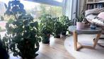 Planten / Plants, Huis en Inrichting, Kamerplanten, Ophalen, Overige soorten, Halfschaduw, In pot