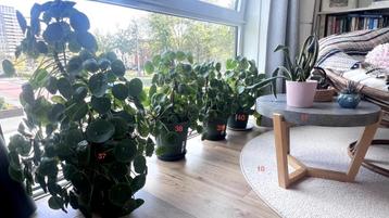Planten / Plants beschikbaar voor biedingen