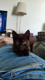 Lieve zwarte kitten zoekt een paleisje, Dieren en Toebehoren, Katten en Kittens | Overige Katten, Geslacht onbekend, Kortharig