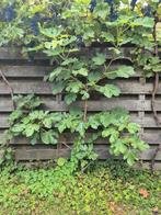 Vijgenboom 180 cm hoog, Ophalen, 100 tot 250 cm, Vijgenboom