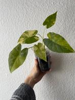 Alocasia Gageana Aurea - Zeldzame kamerplant, Overige soorten, In pot, Minder dan 100 cm, Groene kamerplant