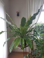 Varen, Huis en Inrichting, Kamerplanten, Ophalen, 100 tot 150 cm, Overige soorten, Halfschaduw