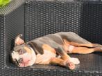 Unieke Old english bulldog dekreu, 6 jaar of ouder, Nederland, Rabiës (hondsdolheid), Reu