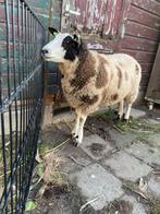 Mooie bonte schapenram, Dieren en Toebehoren, Schapen, Geiten en Varkens, Mannelijk, Schaap