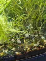 Plantenstekjes te koop 0,35 per stekje, Dieren en Toebehoren, Ophalen