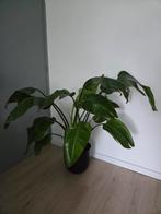 Strelizia Nicolai, 100 tot 150 cm, Overige soorten, In pot, Groene kamerplant