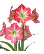 Amaryllis bollen, Ophalen, Gehele jaar, Volle zon