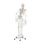 Skelet Peter anatomie/ fysiotherapie opleiding geen, Ophalen, Beta, Zo goed als nieuw