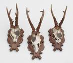 3 x groot REE GEWEI met jacht medaille op houten schild, Ophalen of Verzenden, Gebruikt, Hert, Gewei of Kop